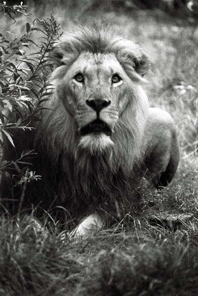 Löwe, Zoo Gelsenkirchen, Deutschland 2006.